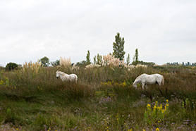 camargue white horses