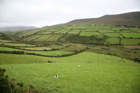 Dingle sheep ireland