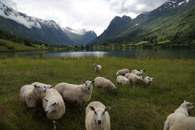 fjord sheep